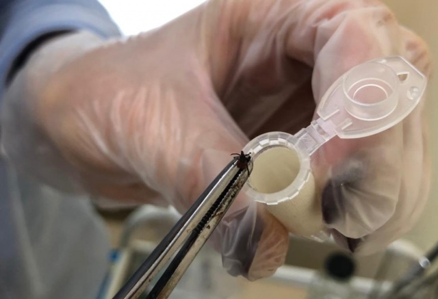 Активизировались, несмотря на холод: 8 случаев присасывания клещей зарегистрировали в Красноярском крае