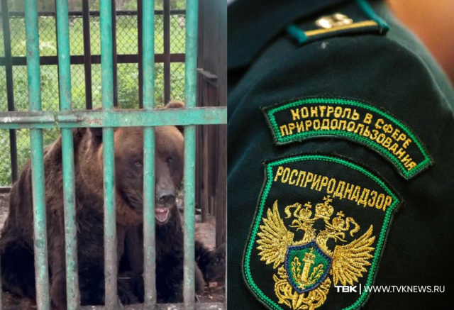 Росприроднадзор ответил на запрос ТВК о медведе, который больше 15 лет живет у кафе на трассе под Красноярском