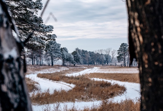 «До сих пор запах гари»: фотограф показал, как выглядит лес в Минусинском районе спустя 4 года после пожара
