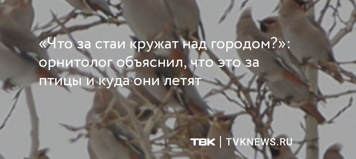 Там там высоко над землею кружит стая. Там высоко. Там высоко кружит стая песня над землею. Там там высоко над землею кружит стая. Там высоко кружит стая песня над землею.