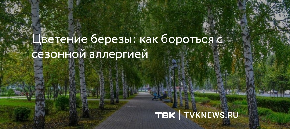 Когда зацветет береза 2024 году в москве. Цветение березы. ШИМ береза Цветущая. Отцветает береза. Стихи про цветение берёзы.